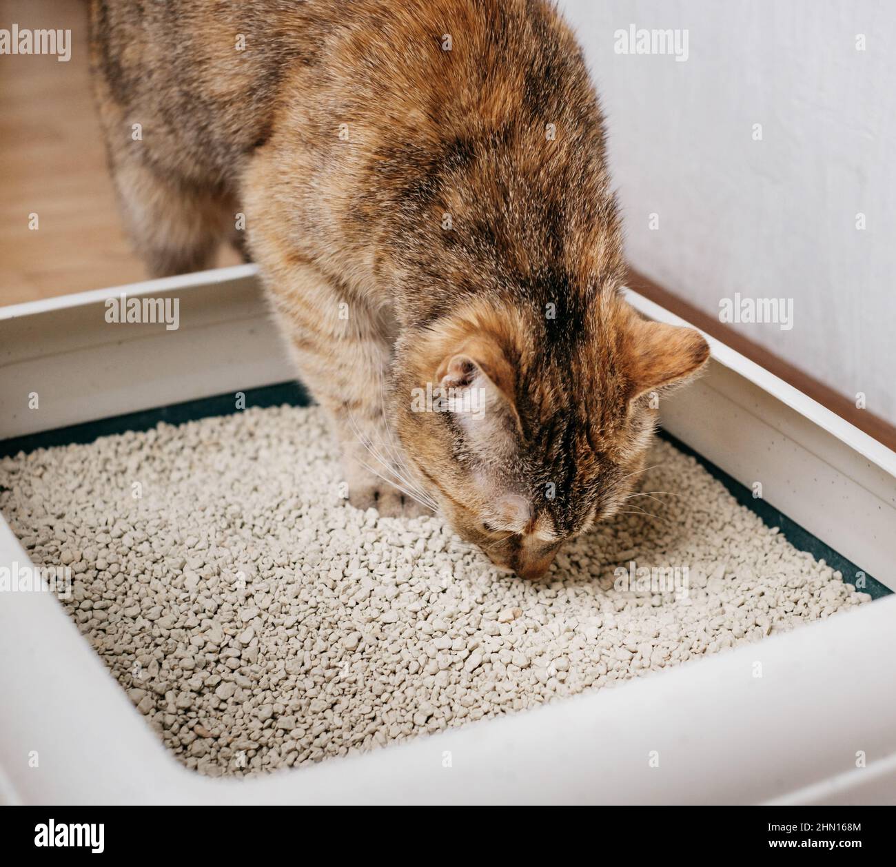 Primo piano di un gatto zenzero che sniffing una lettiera di massa. Foto Stock