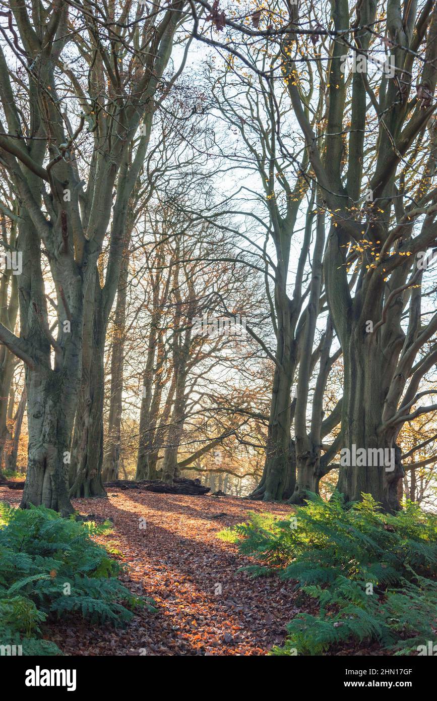 Sun shinning attraverso boschi Faggio alberi in autunno Staffordshire Inghilterra UK Foto Stock