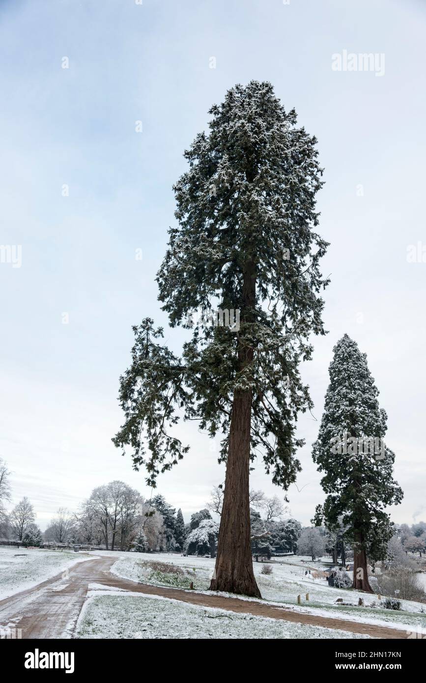 Sequoia gigante alberi in inverno Staffordshire Inghilterra UK Foto Stock