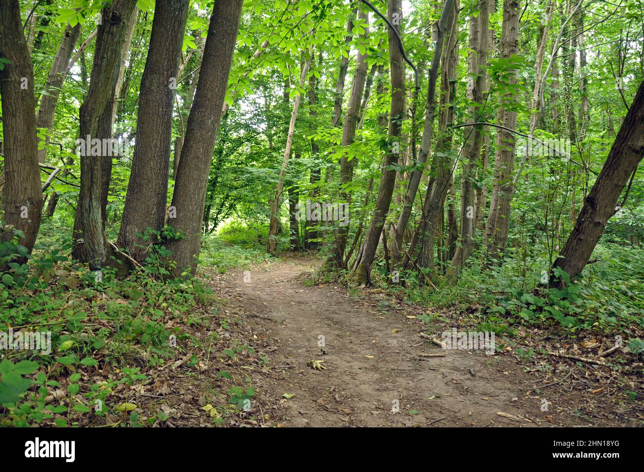 Percorso attraverso la foresta inglese e boschi con alberi e piante con pista sociale. Preso in Boxley, Maidstone, Kent, Regno Unito Foto Stock