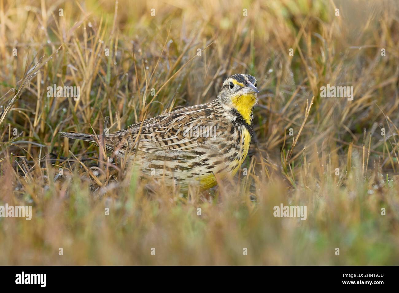 Western Meadowlark (Sturnells trascurecta) Yolo County California USA Foto Stock