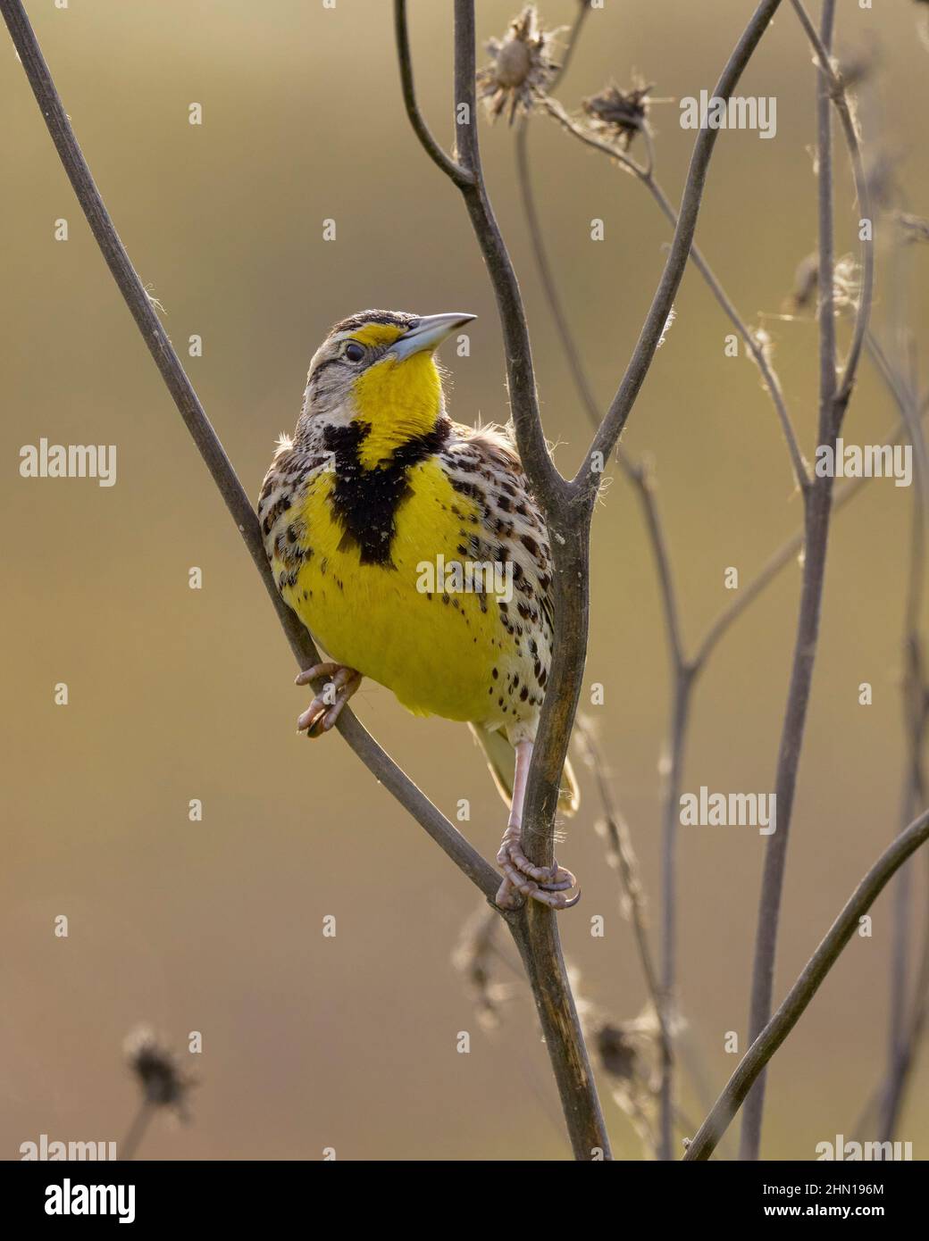 Western Meadowlark (Sturnells trascurecta) Yolo County California USA Foto Stock
