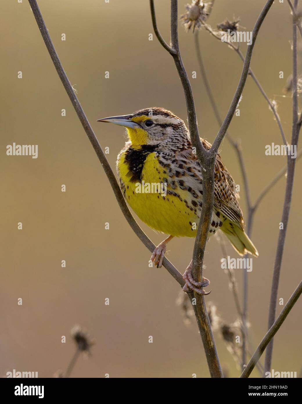 Western Meadowlark (Sturnells trascurecta) Yolo County California USA Foto Stock