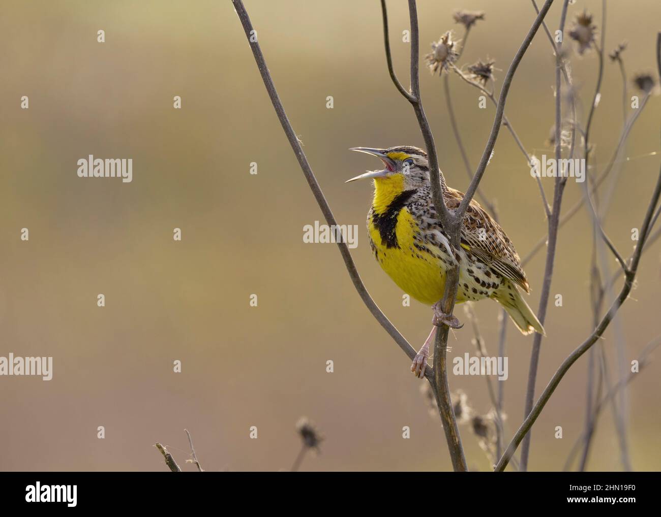 Western Meadowlark (Sturnells trascurecta) Yolo County California USA Foto Stock