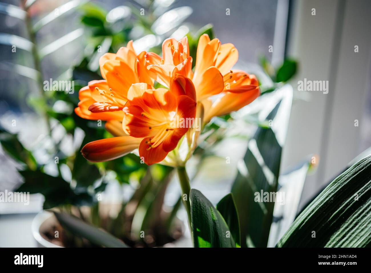 Bella fiori d'arancio di civia miniata casa pianta Foto Stock