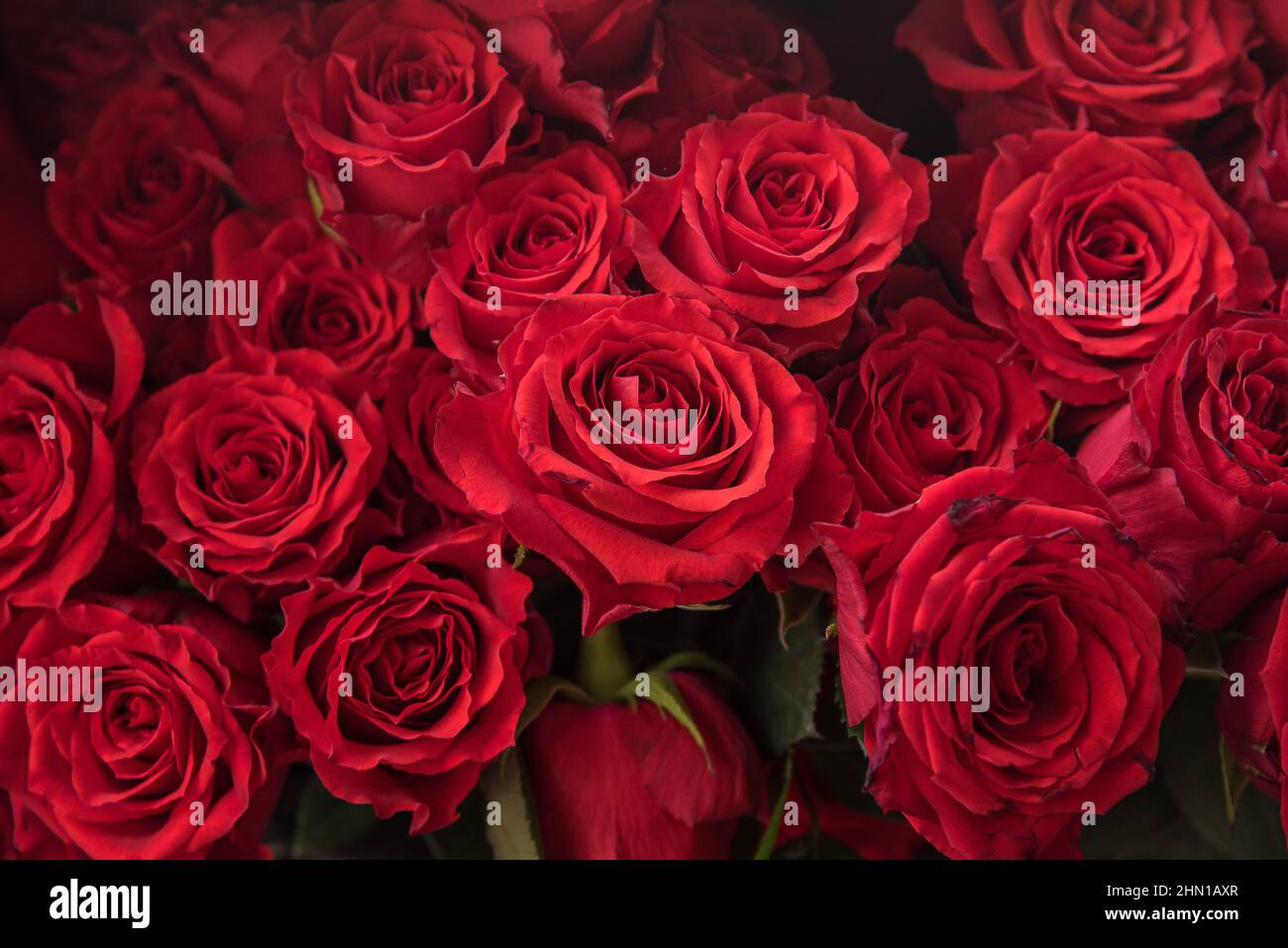 Bangkok, Tailandia. 13th Feb 2022. Rose in vendita visto in un mercato dei fiori in vista di San Valentino in un mercato dei fiori a Bangkok. (Foto di Peerapon Boonyakiat/SOPA Images/Sipa USA) Credit: Sipa USA/Alamy Live News Foto Stock