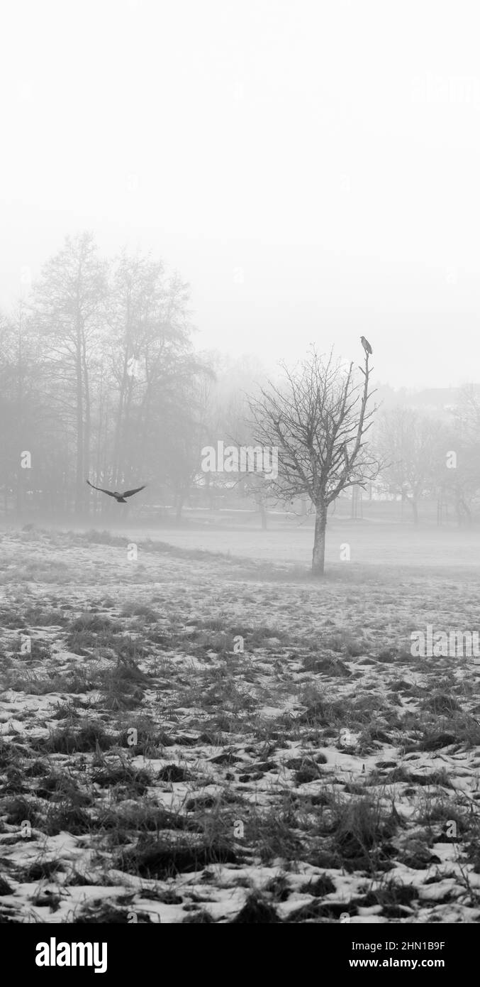 Primo piano di corvi che volano e si siedono su un albero in una mattinata di nebbia Foto Stock