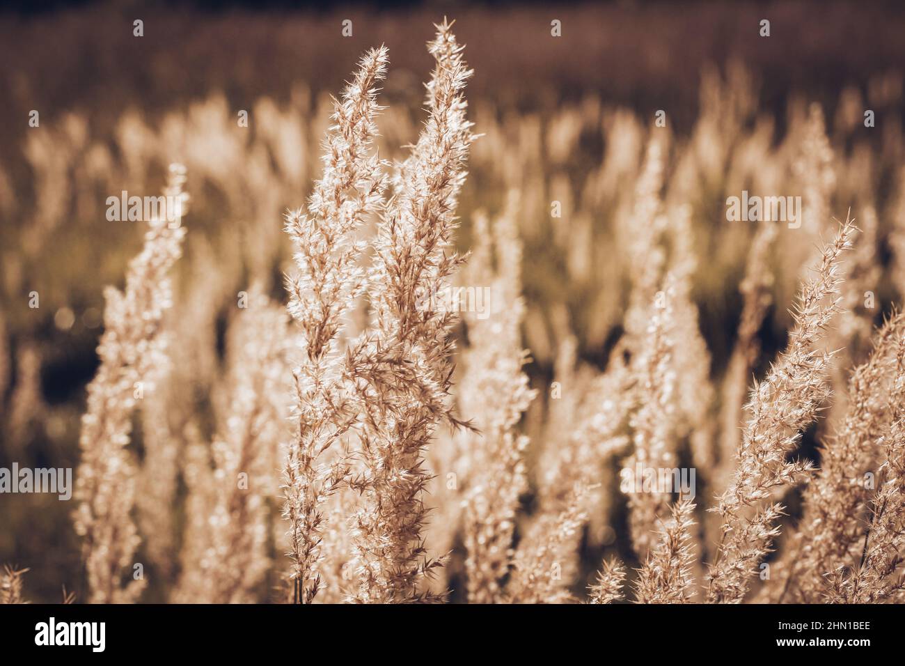 Autunno paesaggio natura sfondo. Fiori secchi alla luce del sole sul campo. Fissare champagne a vela. Foto Stock