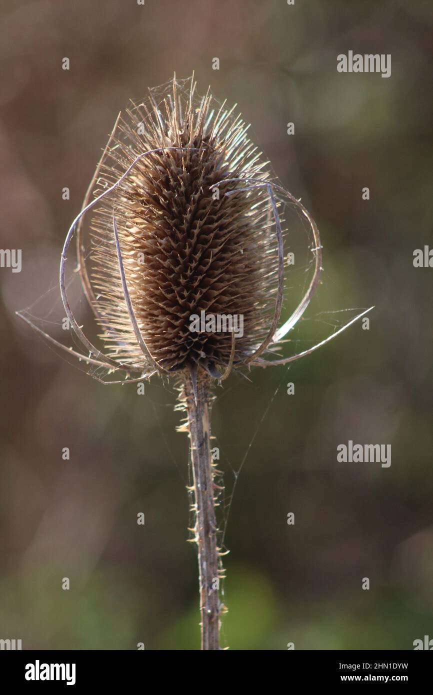 Testa di seme di Thistle in primo piano con macinato posteriore sfocato Foto Stock