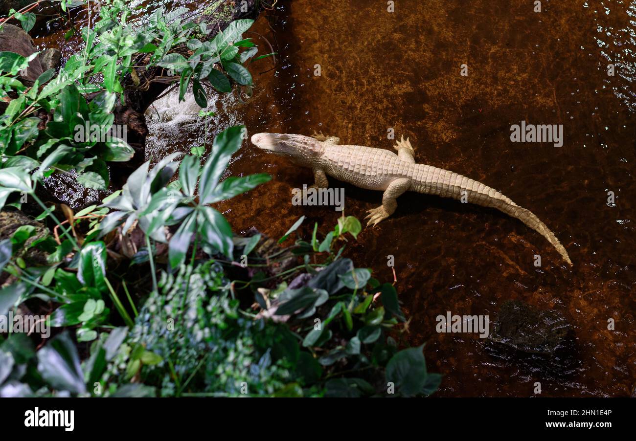 Alligatore Albino che riposa nell'acqua di un acquario tropicale. Vista dall'alto. Foto Stock
