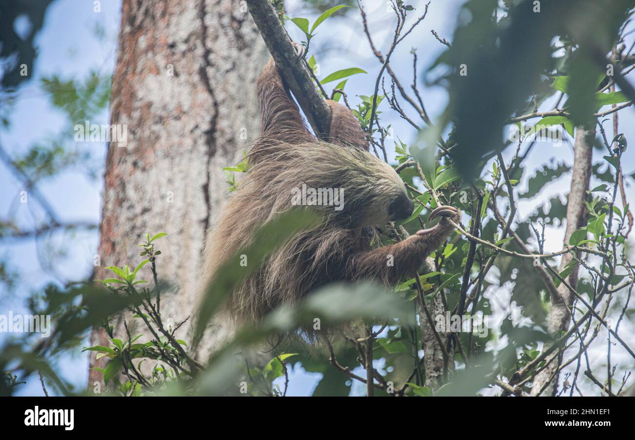 Il pendio a due punte di Hoffman (Choloepus hoffmanni), il Parco Nazionale di Cahuita, Costa Rica Foto Stock