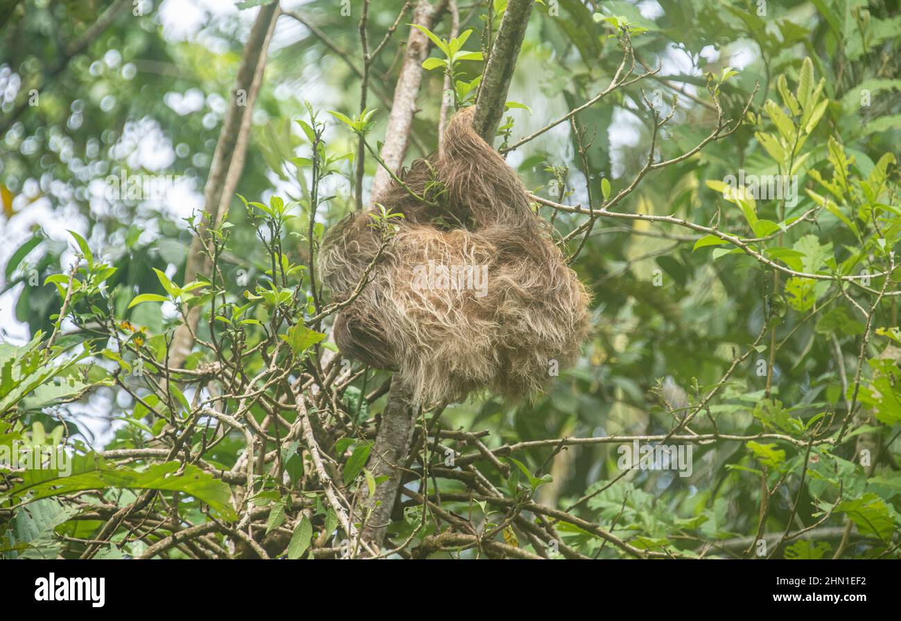 Il pendio a due punte di Hoffman (Choloepus hoffmanni), il Parco Nazionale di Cahuita, Costa Rica Foto Stock