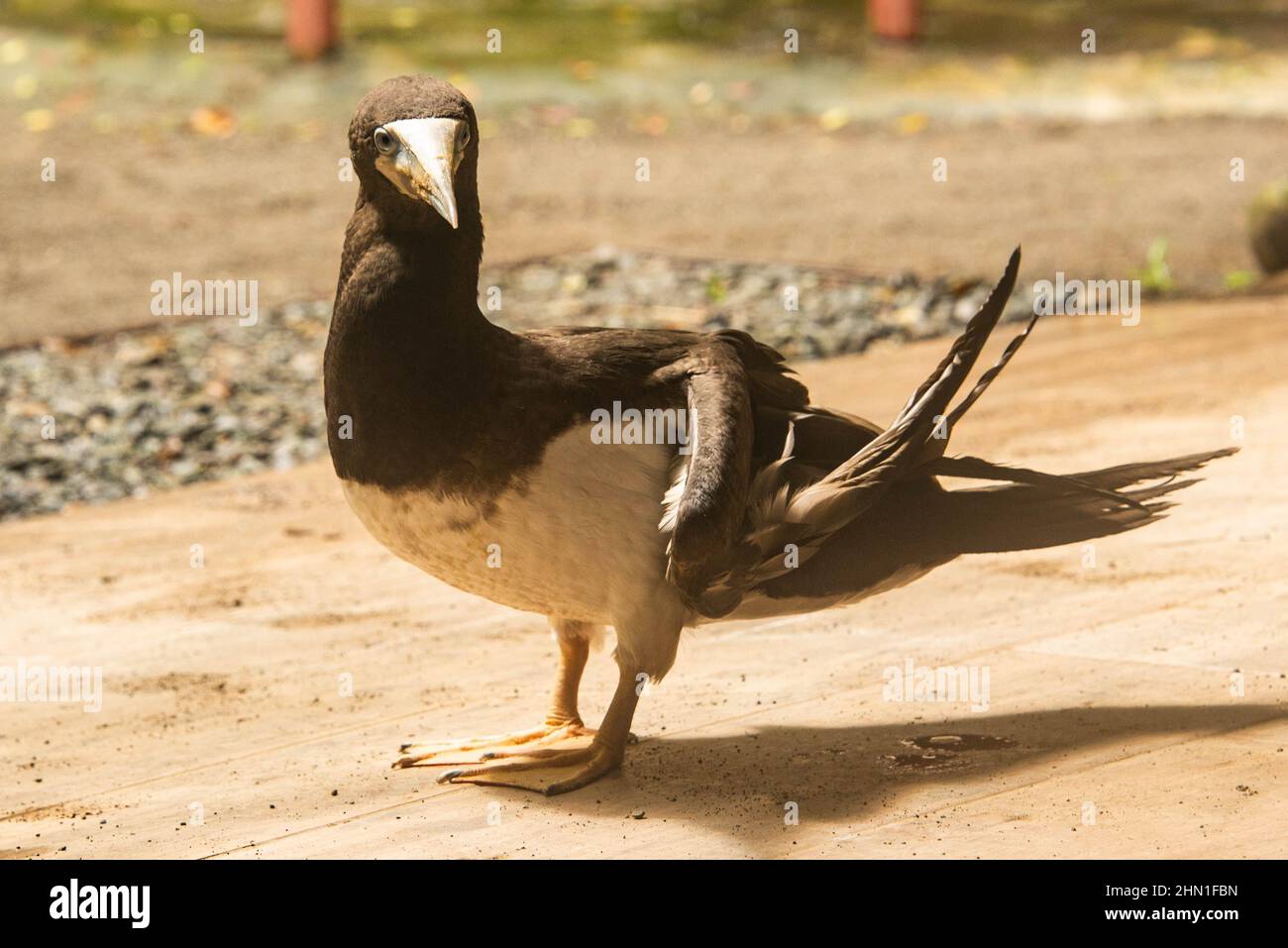 Boobies marroni calpestati, Parco Nazionale di Cahuita, Cahuita, Costa Rica Foto Stock