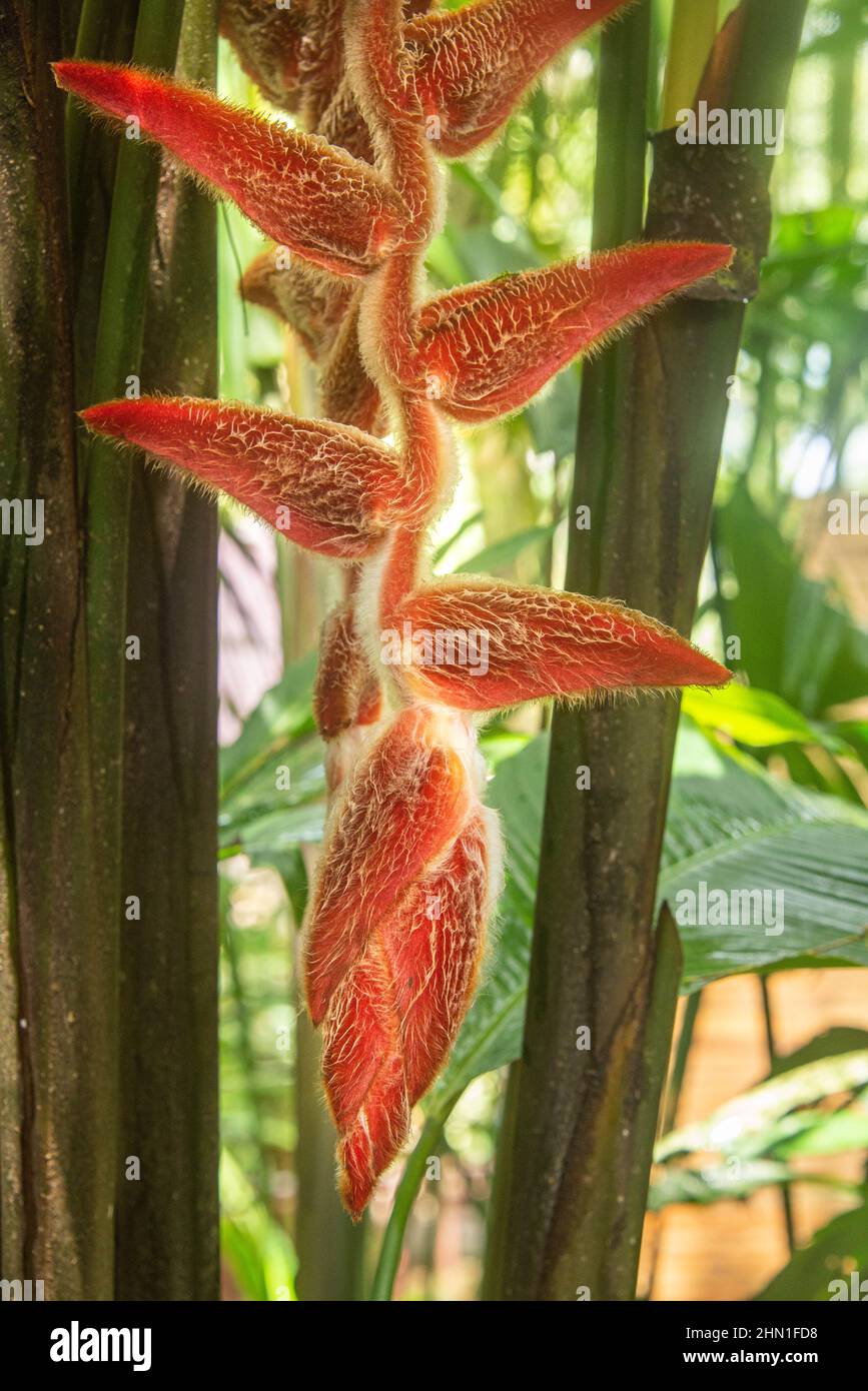 Heliconia danielsiana, Parco Nazionale di Cahuita, Costa Rica Foto Stock