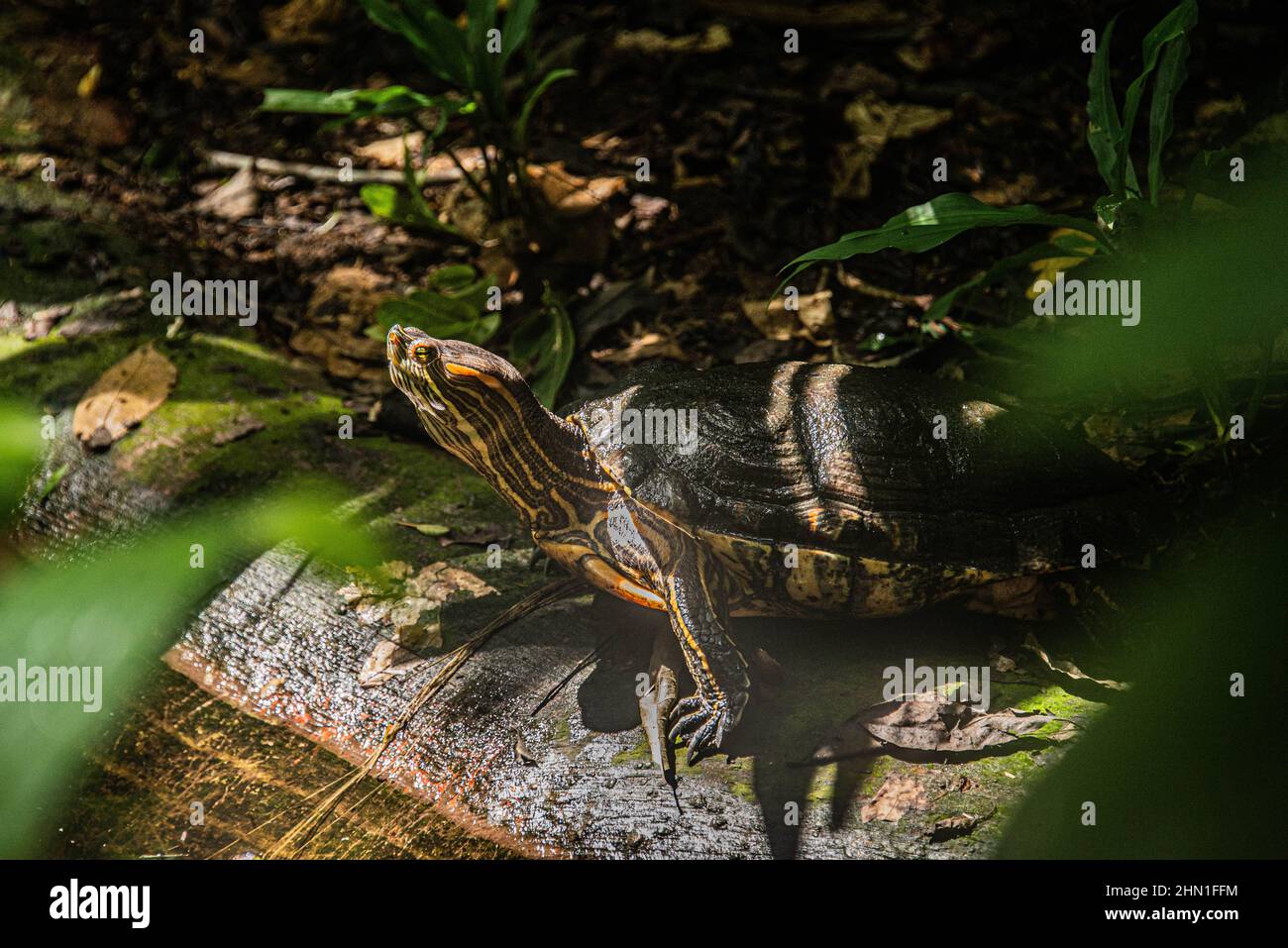 Tartarughe a corsoio dalle orecchie rosse (Trachemys scripta), Costa Rica Foto Stock