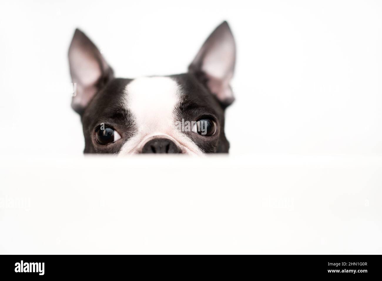 Un curioso e divertente cane Boston Terrier guarda fuori e pepisce da un tavolo bianco su uno sfondo bianco. Concetto creativo. Foto Stock