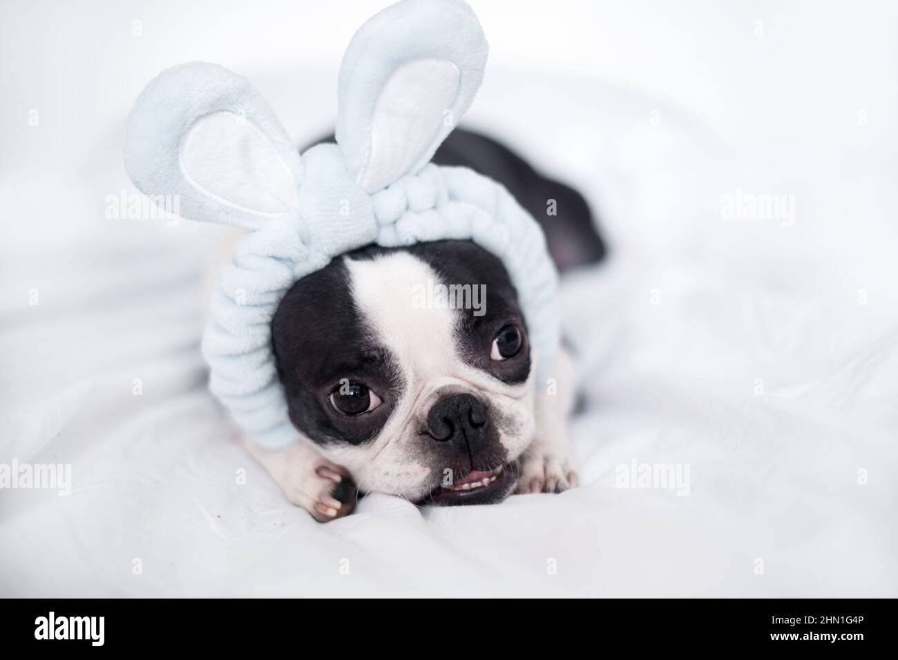 Un carino cucciolo di Boston Terrier con un bendaggio di orecchie conigliate si trova su un letto bianco neve a casa in camera da letto. Il concetto di Pasqua. Foto Stock