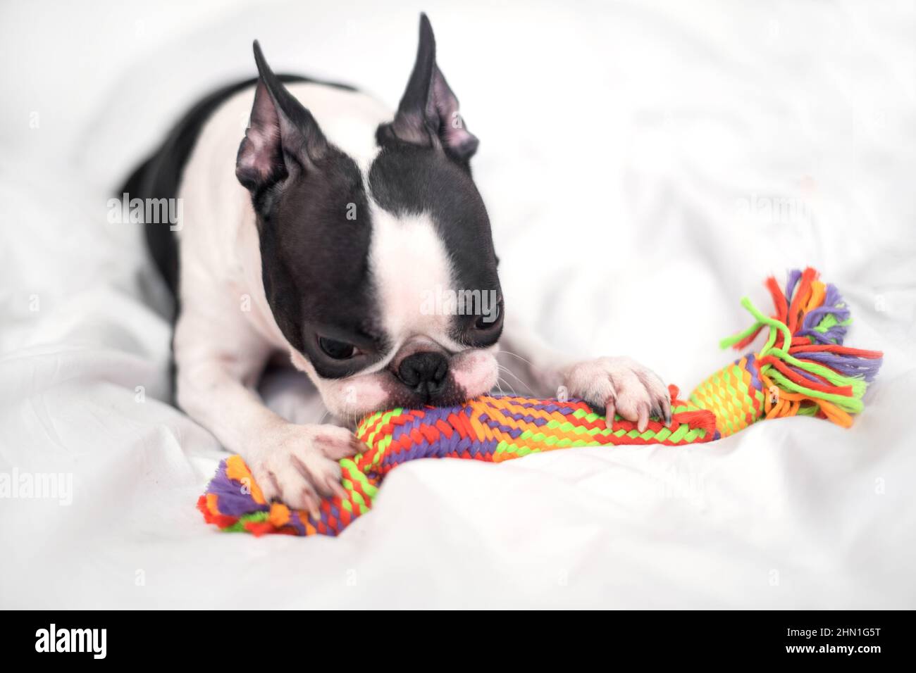 Divertente Boston Terrier sta giocando con un giocattolo colorato sul letto nella camera da letto a casa. Il cane è felice e soddisfatto. Foto Stock