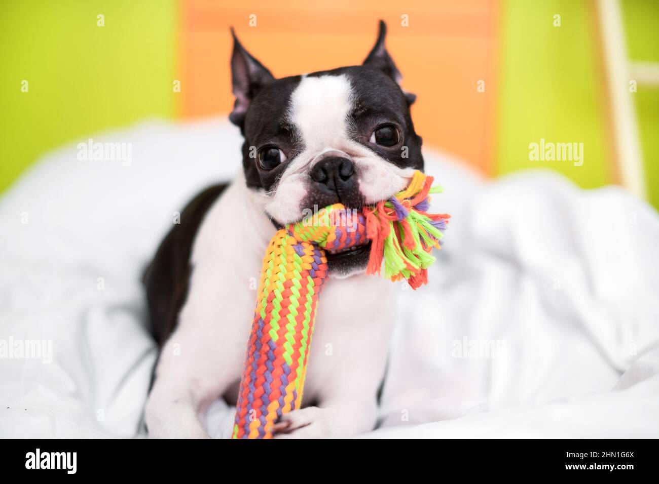Divertente Boston Terrier sta giocando con un giocattolo colorato sul letto nella camera da letto a casa. Il cane è felice e soddisfatto. Foto Stock Divertente Boston Terrier sta giocando con un giocattolo colorato sul letto nella camera da letto a casa. Il cane è felice e soddisfatto. Foto Stock