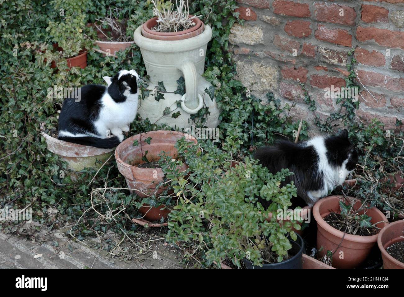 Gatti in difesa del giardino della chiesa Foto Stock
