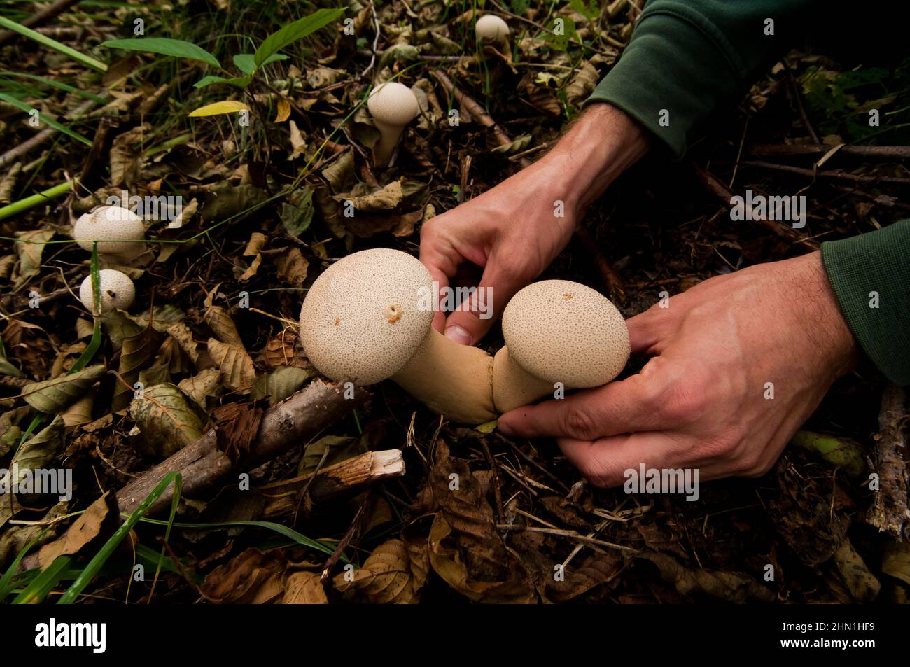 Mani che raccolgono funghi nella foresta Foto Stock