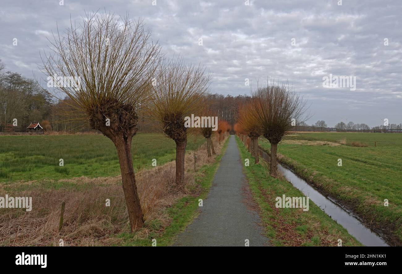 I salici di Pollard-ed sono su entrambi i lati lungo un percorso a piedi e in bicicletta. I rami sono di colore giallo e rosso e in attesa di germogliare. Foto Stock