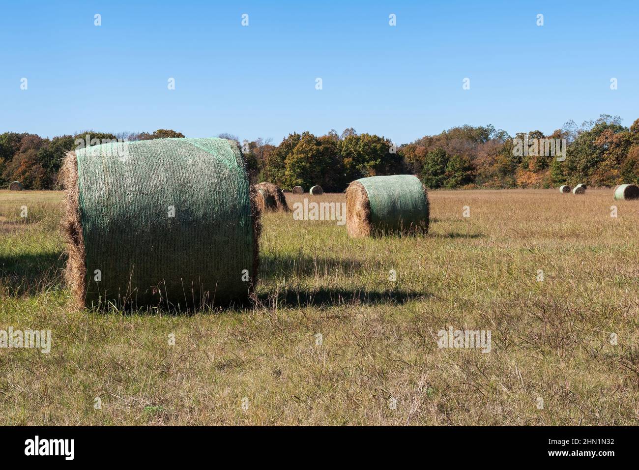 Grandi balle rotonde di fieno sparse attraverso un prato di fattoria in un pomeriggio soleggiato con alberi che fiancheggiano l'orizzonte. Foto Stock