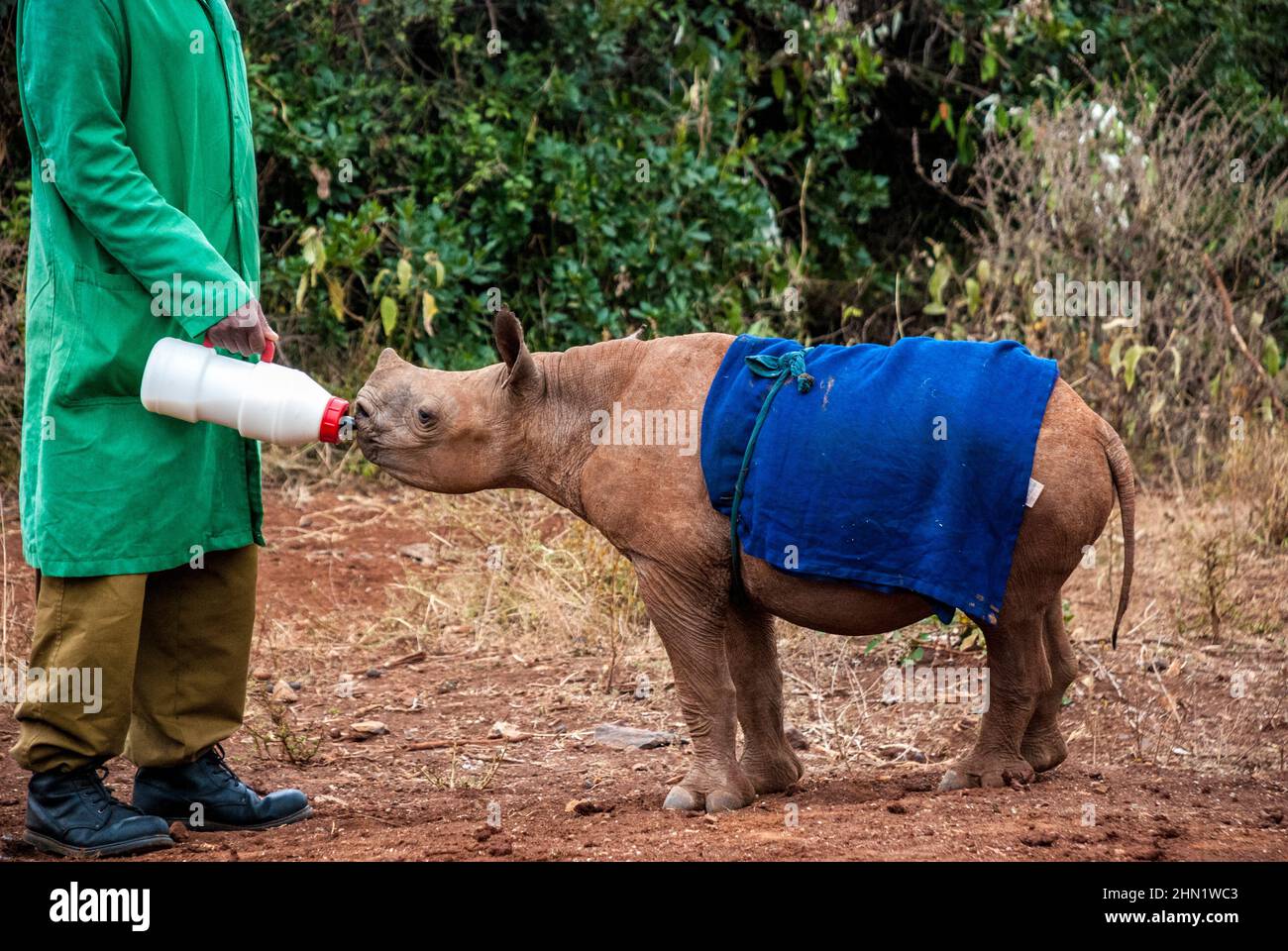 Rhinoceros nero orfano, bicornis di Diceros, bevendo da una bottiglia tenuta da un custode all'orfanotrofio dell'Elefante di Sheldrick, Nairobi, Kenya Foto Stock