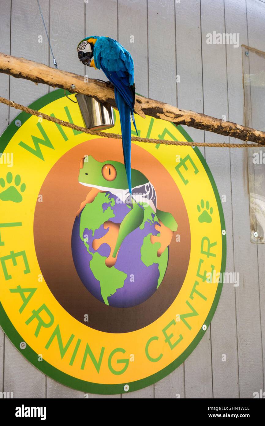 Insegna per il Wildlife Learning Center con un Blue and Gold Macaw, Sylmar, California, Stati Uniti Foto Stock
