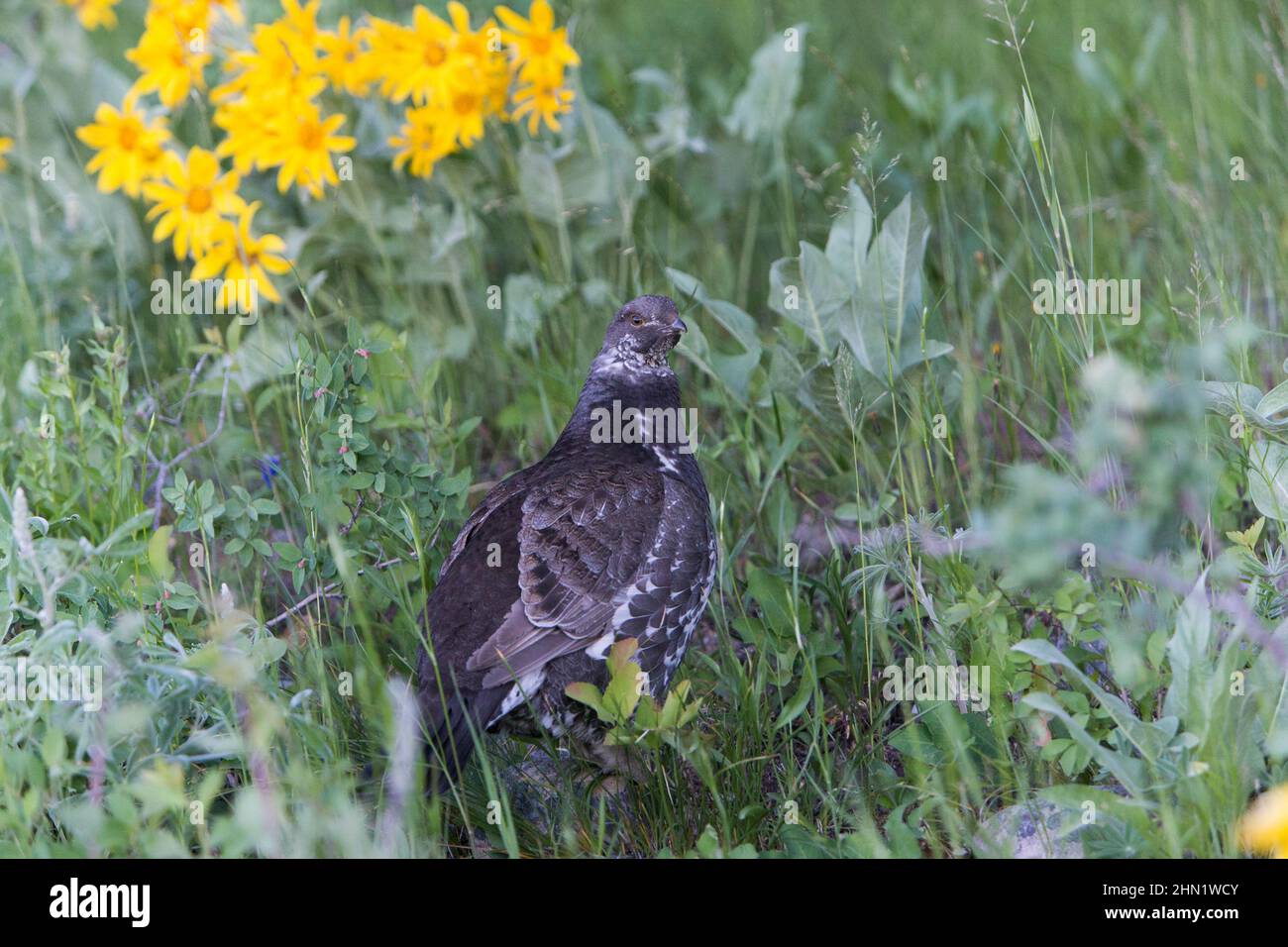 Blue Grouse (Dendragapus obscurus) femmina, Grand Teton NP, Wyoming, USA Foto Stock