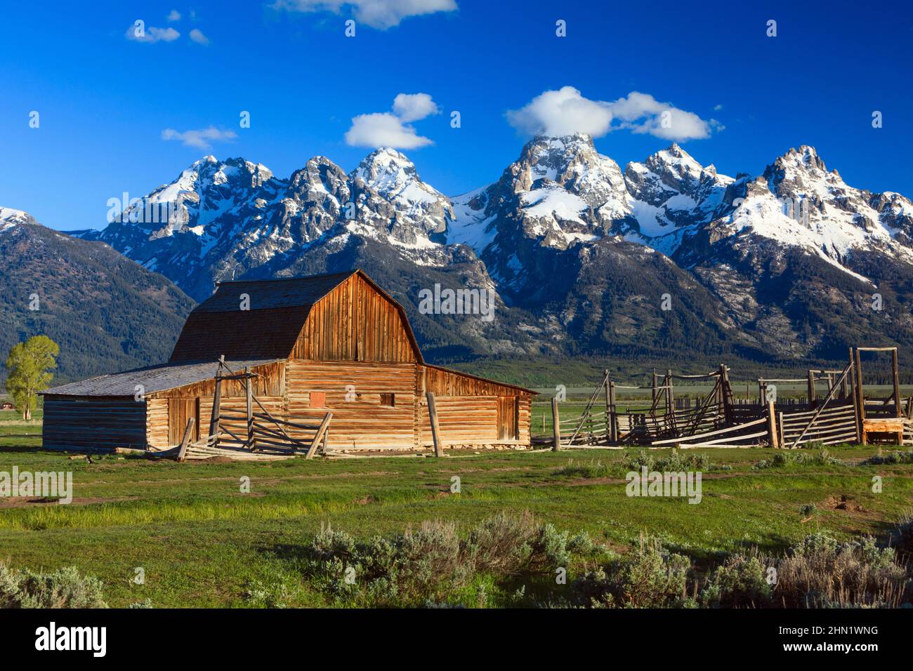 Barn at John Moulton Homestead a giugno, Mormon Row, Grand Teton NP, Wyoming, USA Foto Stock