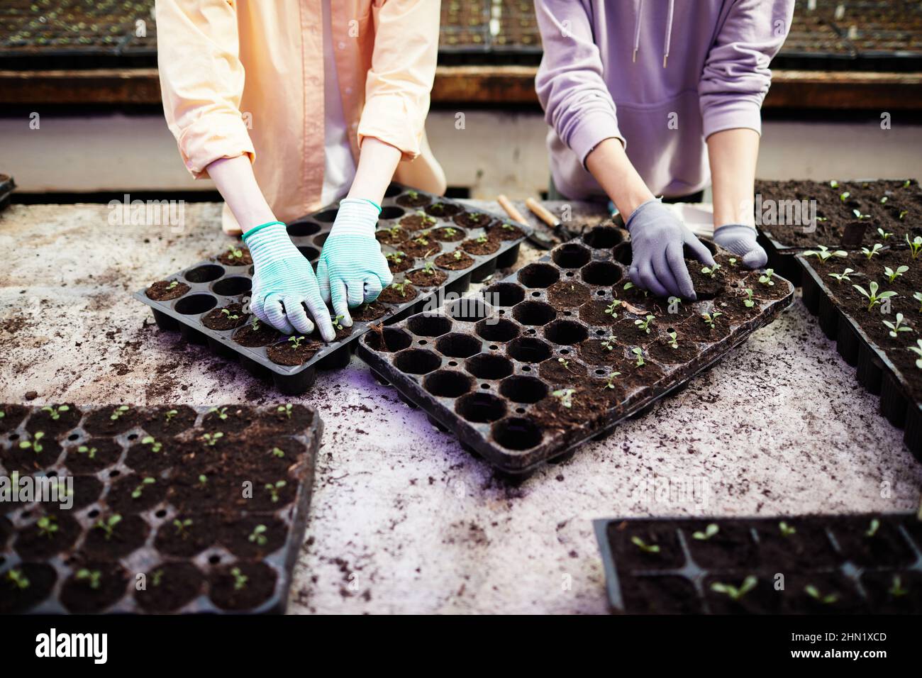 Due paia di mani guantate di giovani agricoltori femminili che ripiantano giovani pianta che crescono in piccoli vasi di plastica da grande tavola di legno Foto Stock