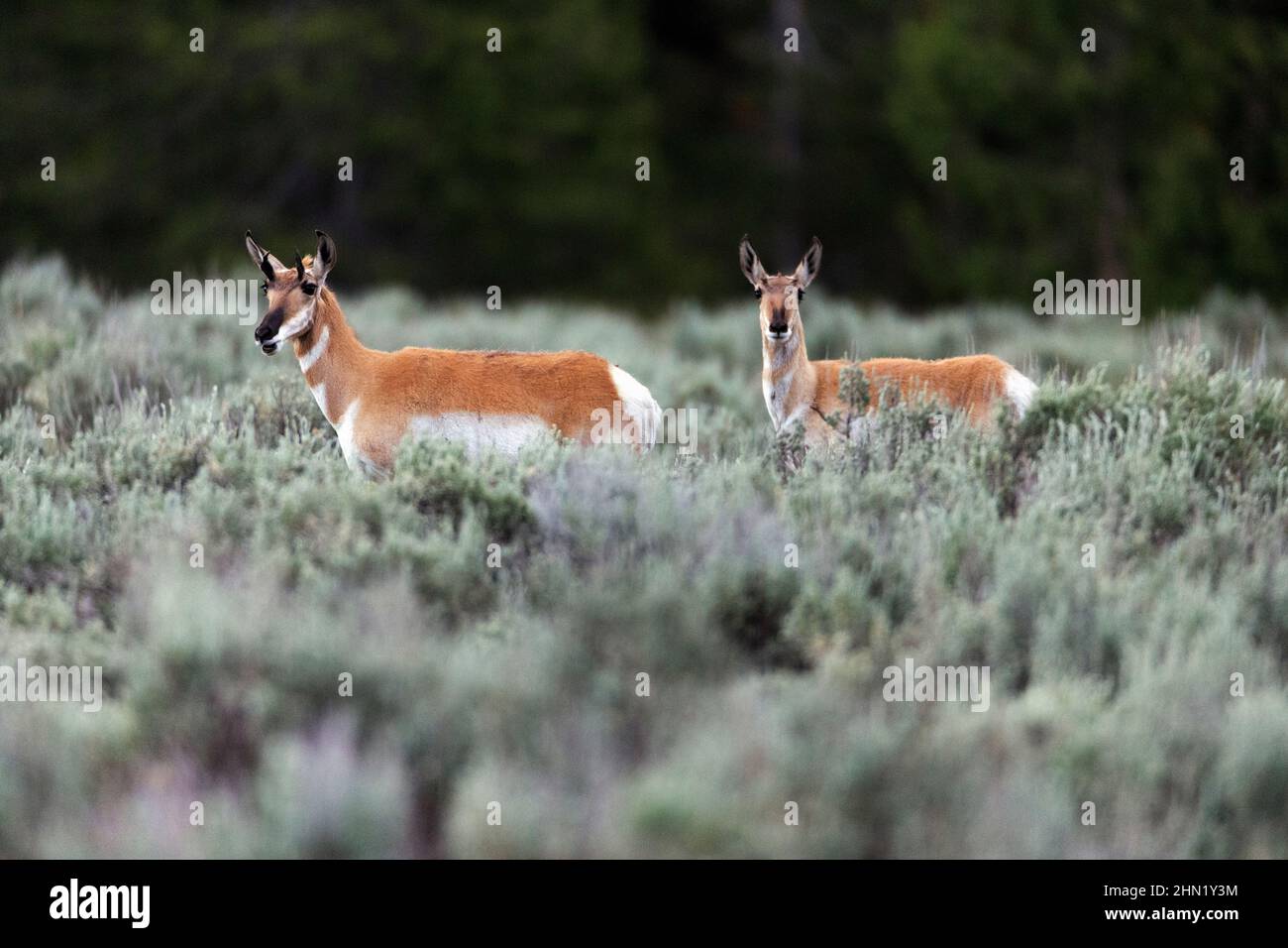 Pronghorn Antelope (Antilocapra americana) Among Sagebrush, Grand Teton NP, Wyoming Foto Stock