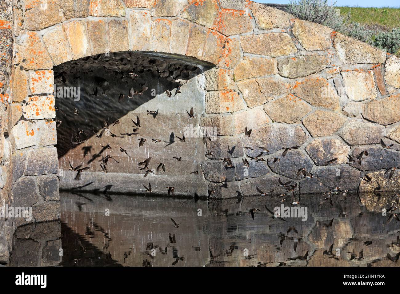 Cliff Swallow (Hirundo pirrhonota) colonia di allevamento sotto il ponte di torrente accanto Alum Creek, Yellowstone NP, Wyoming Foto Stock
