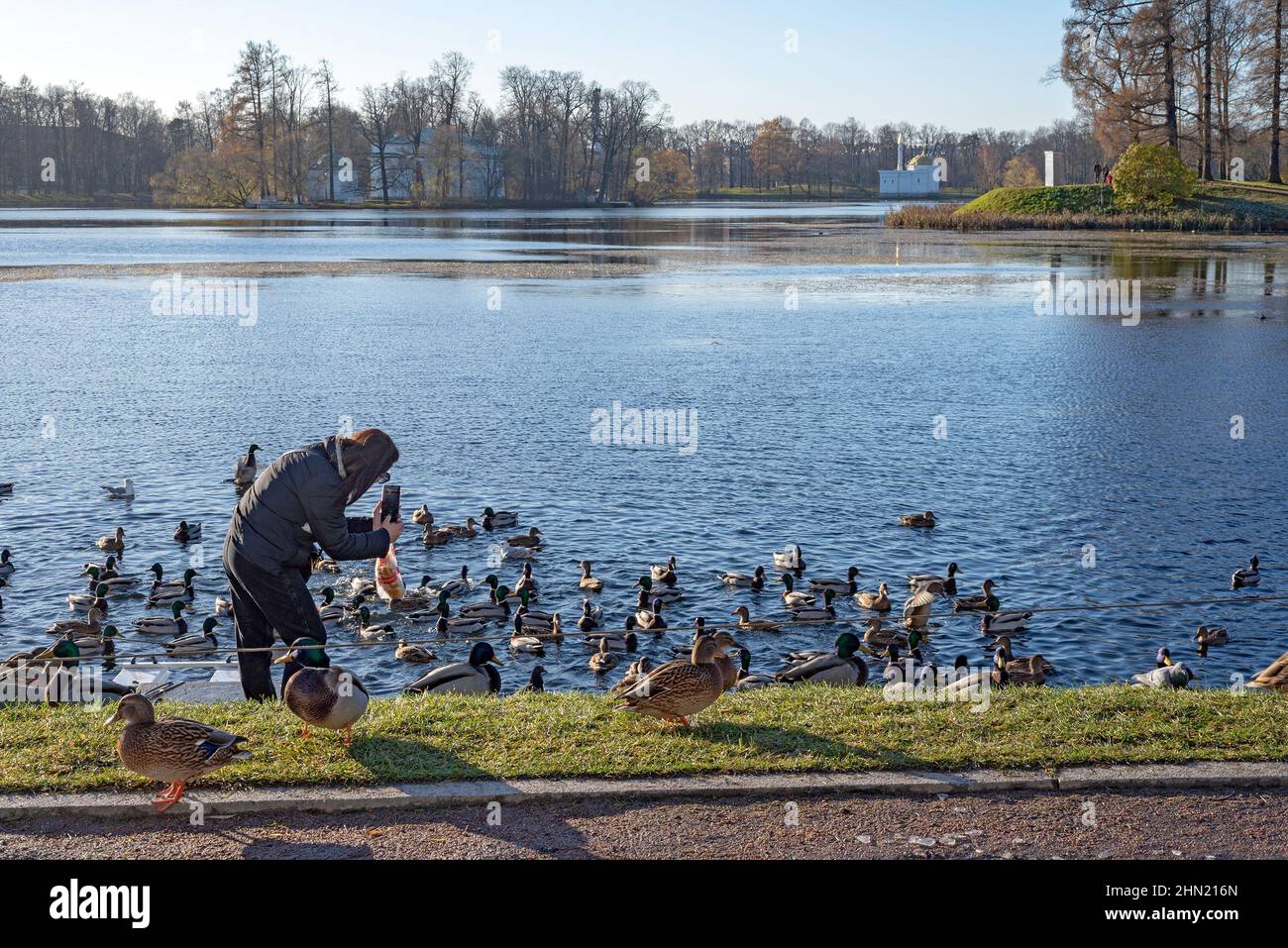 Tsarskoye Selo, San Pietroburgo, Russia – 10 novembre 2020: Donna nutrire gli uccelli e scattare foto sulla riva del Grande Stagno. Il Parco Catherine Foto Stock
