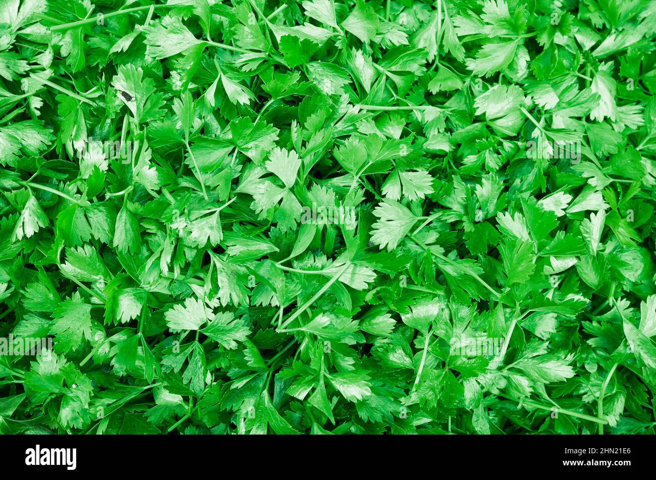 Foglie di sedano tagliate, sfondo verde naturale. Foto Stock