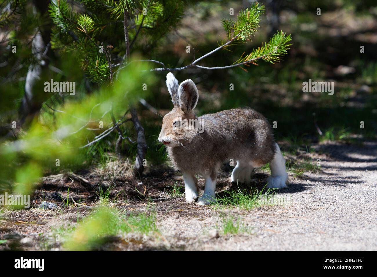 Racchette da neve Hare (Lepus americanus) in estate, buck preso profumo di femmina del cervo, Yellowstone NP, Wyoming, USA Foto Stock