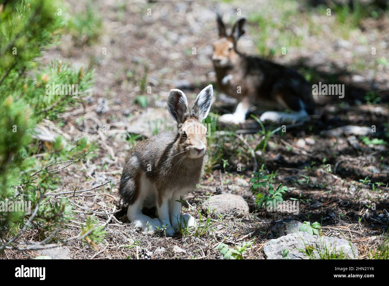 Racchette da neve Hare (Lepus americanus) buck and doe, Yellowstone NP, Wyoming, USA Foto Stock