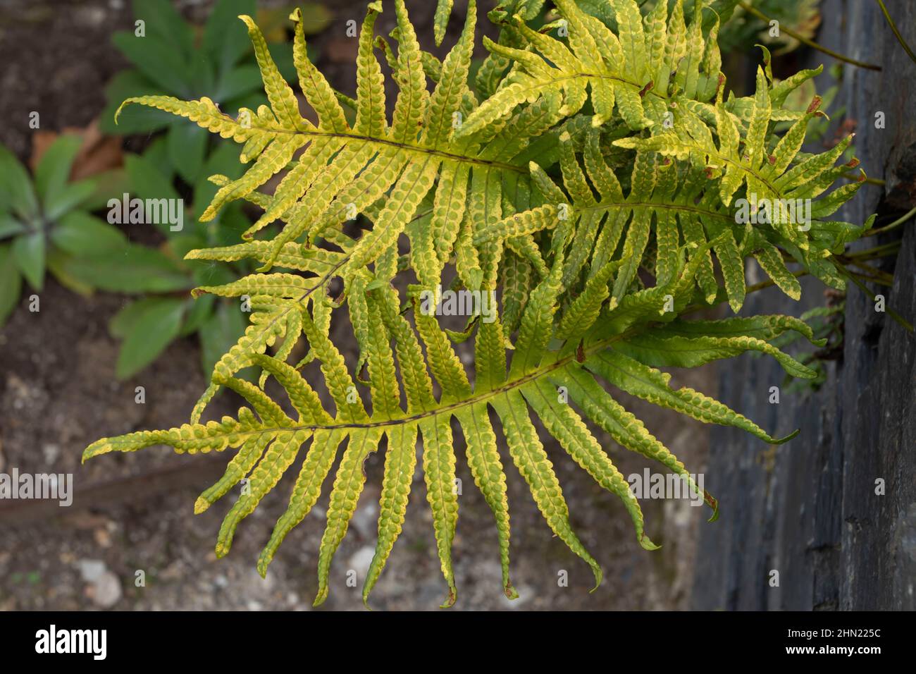 Volgare polypodium o comune felce verde giallo brillante con spore sulla parete del giardino Foto Stock