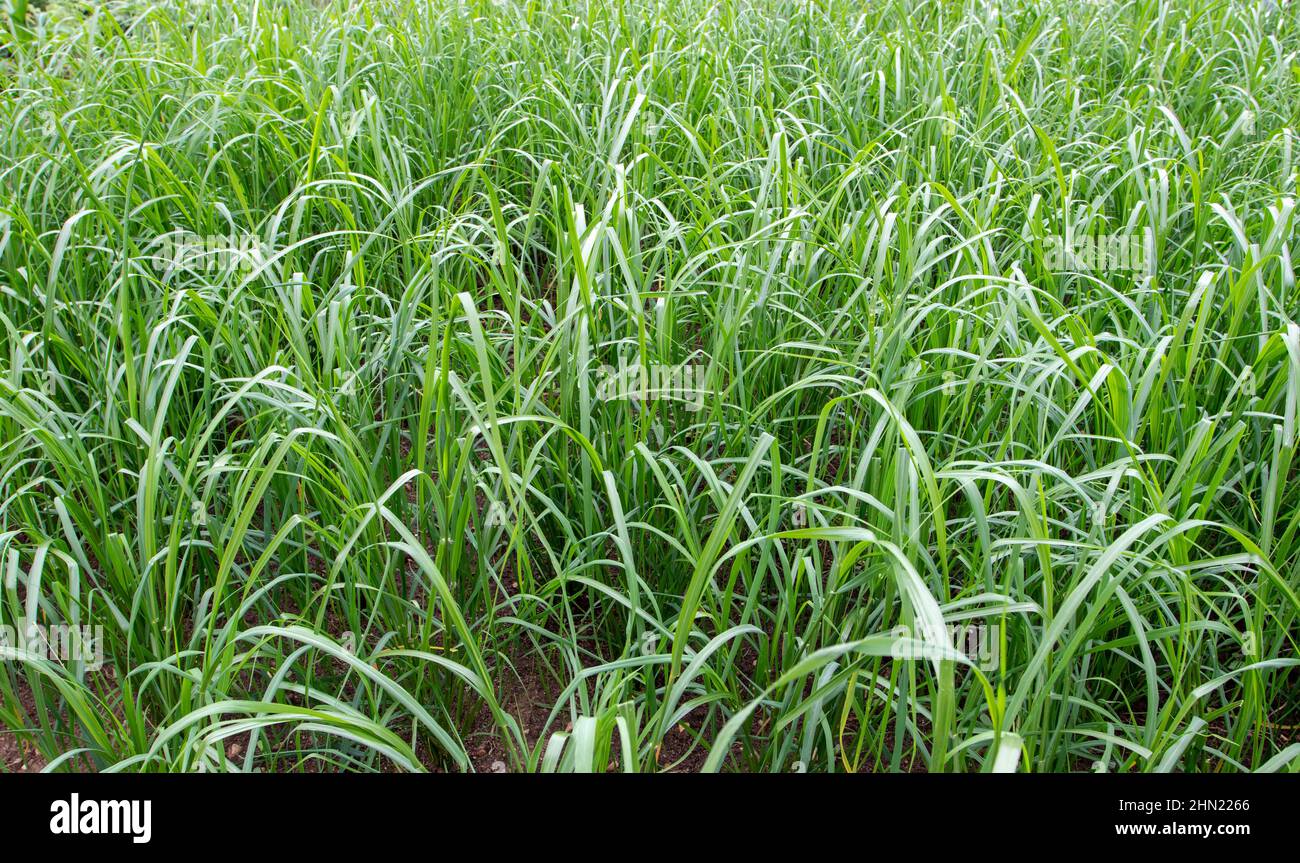 Piantagione di riso asiatica. Oryza sativa impianti sul campo. Foto Stock
