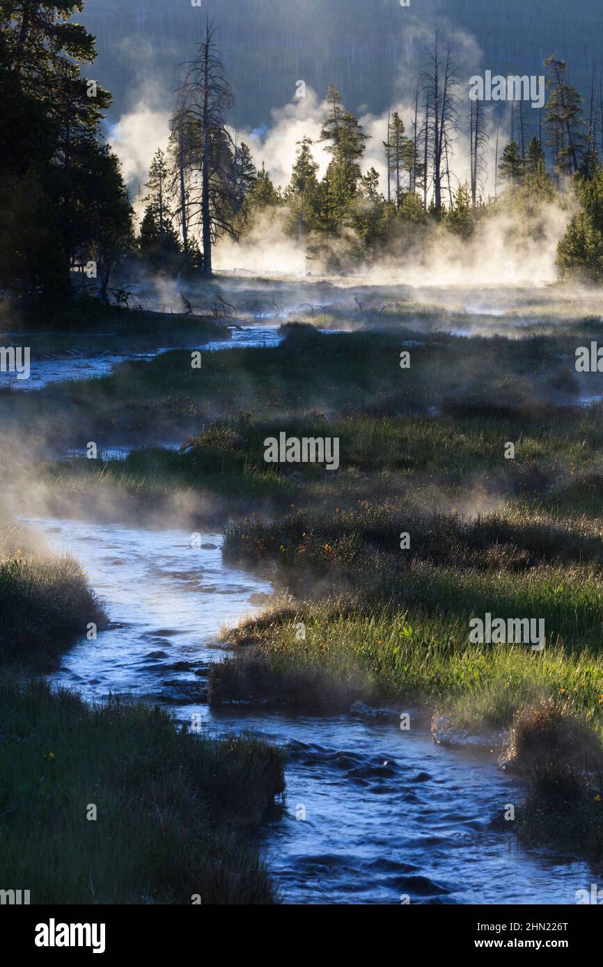 Vapore che sale dall'acqua di deflusso in ruscelli, mattina presto, Midway Geyser Basin, Yellowstone NP, Wyoming, STATI UNITI Foto Stock