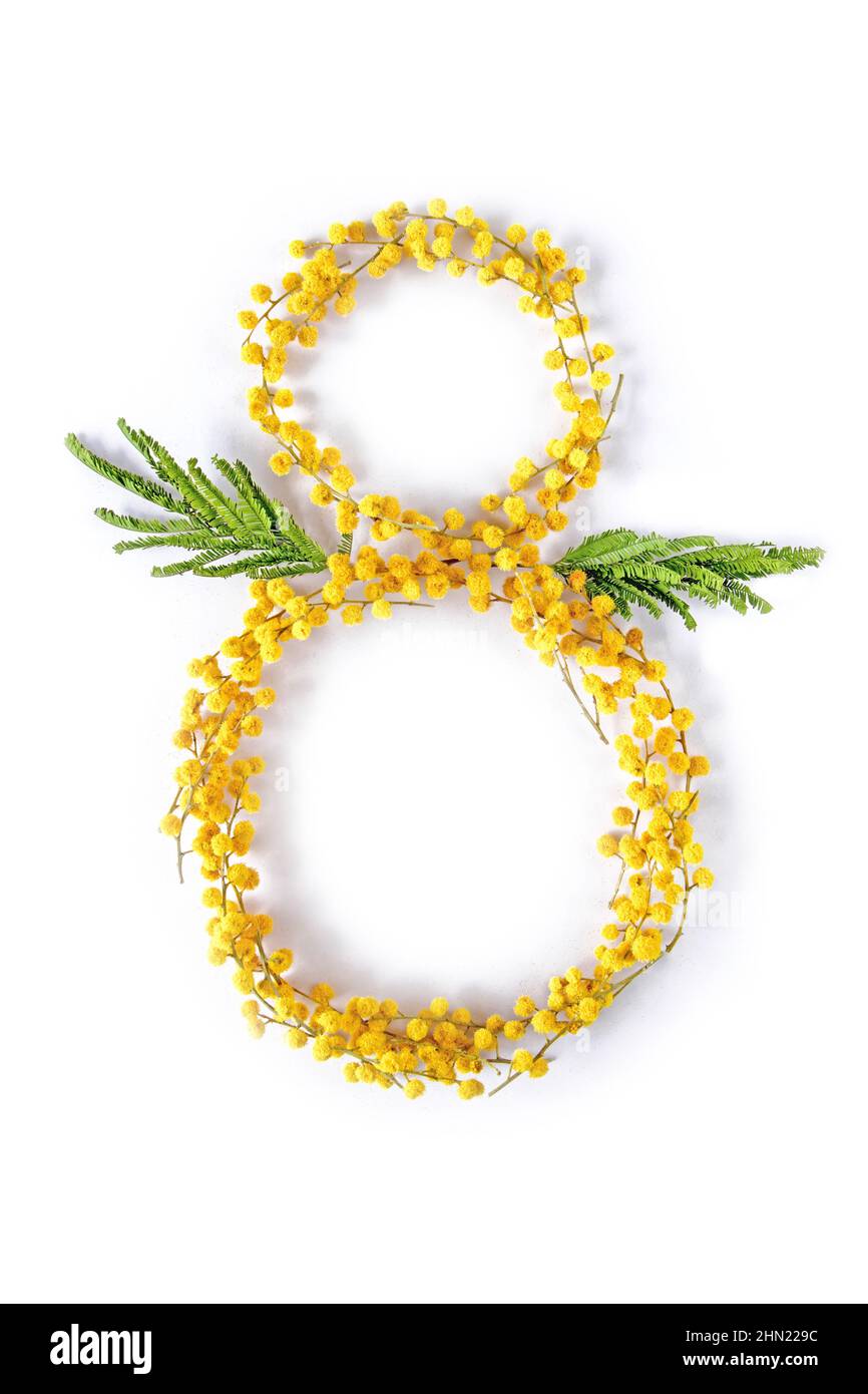 Cifra otto fatto di mimosa primavera fiori isolato su bianco. Palline gialle gialle di acacia. Argento acqua decorativo pianta. Foto Stock