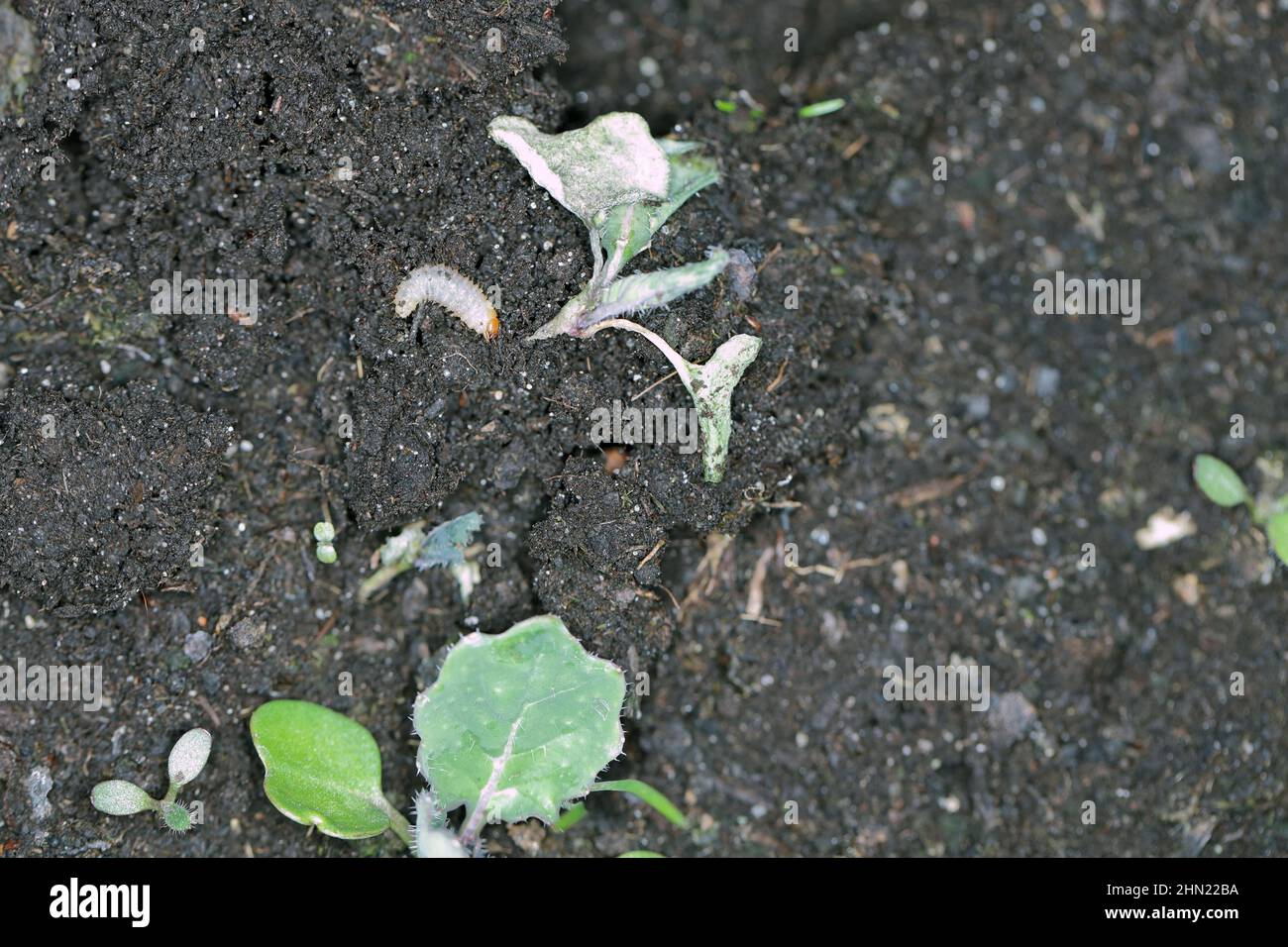 Larva di Otiorhynchus (a volte Otiorrhynchus) Curculionidae rimosso dal suolo e la pianta di ravanello danneggiato. Foto Stock