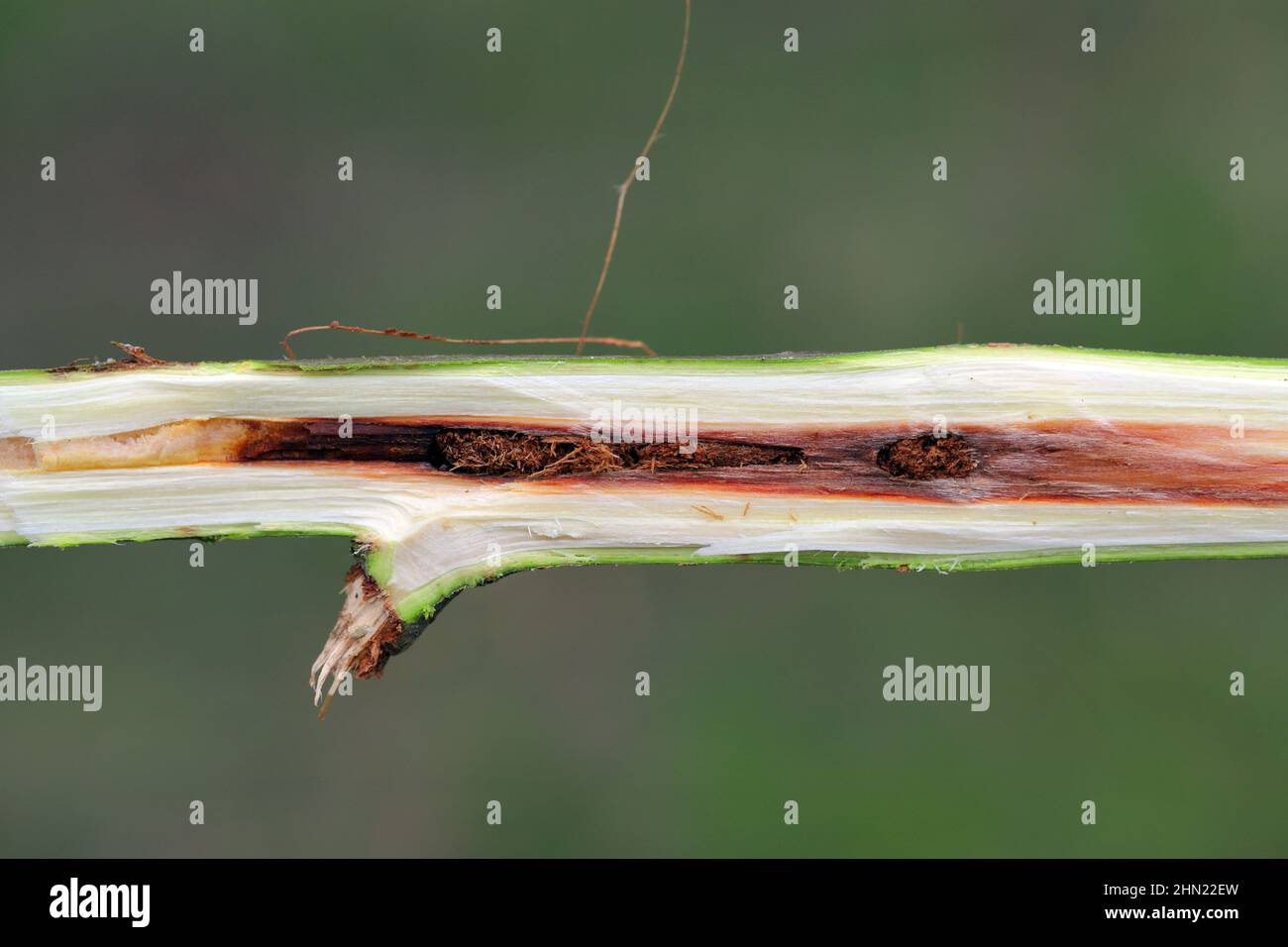 Willow spara in una piantagione di colture energetiche ferita da coleotteri, Cryptorhynchus lapathi, della famiglia Curculionidae. Foto Stock