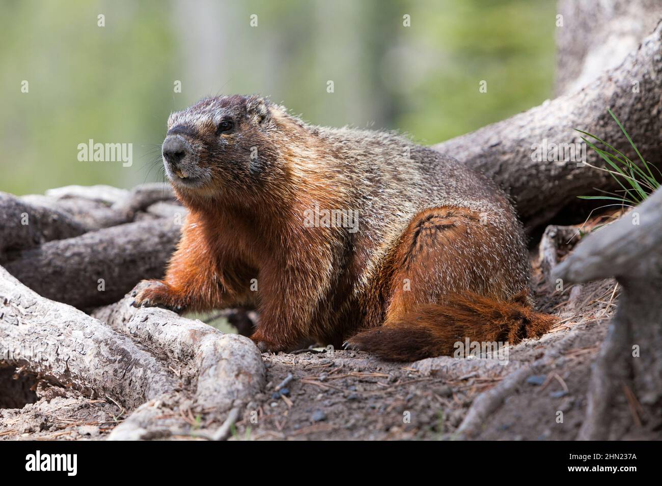 Marmot dalle decorazioni gialle (Marmota flaviventris) Upper Falls, Yellowstone NP, Wyoming, USA Foto Stock