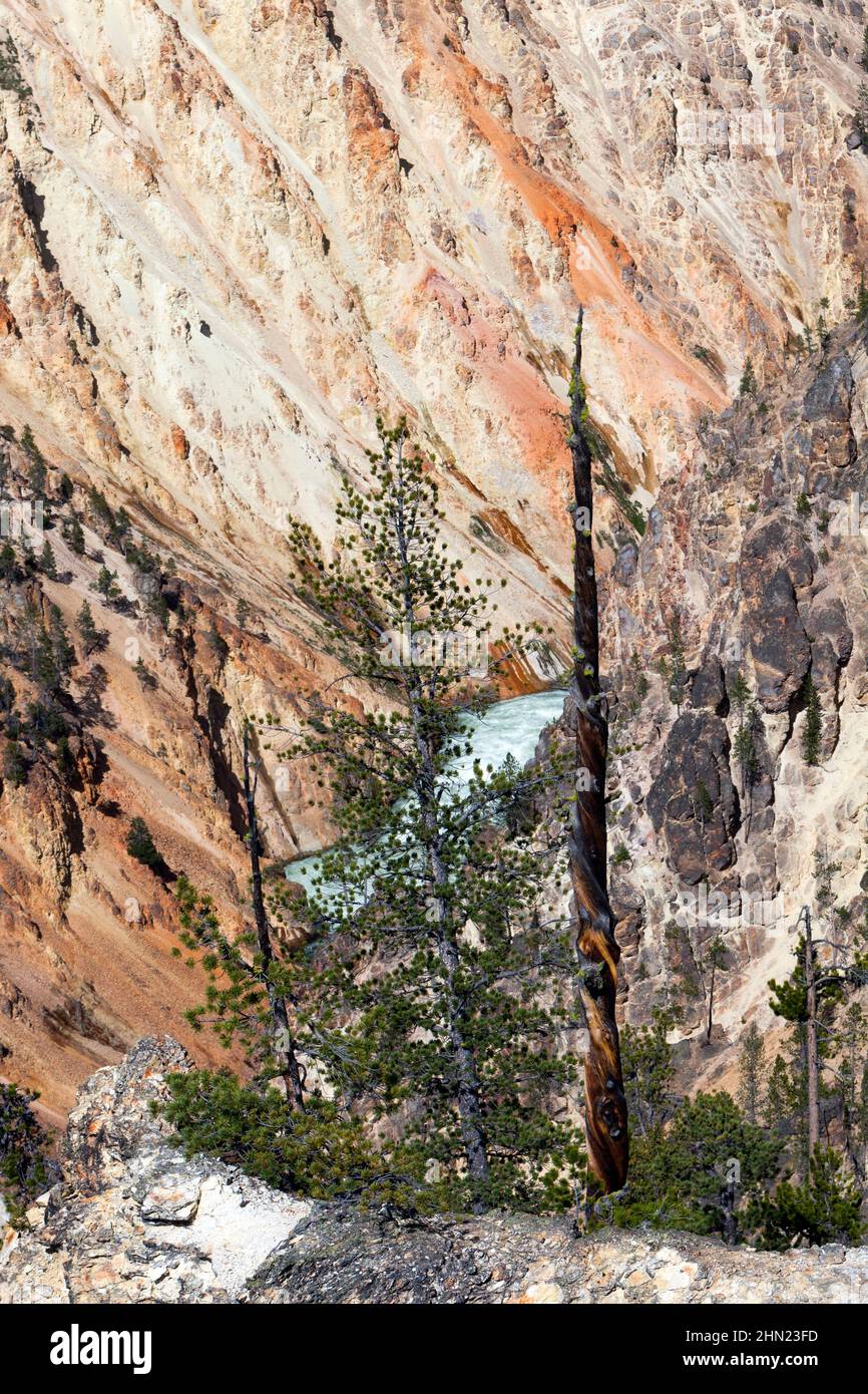 Vista dall'Artist Point, verso nord fino al Yellowstone Grand Canyon, Yellowstone NP, Wyoming, USA Foto Stock