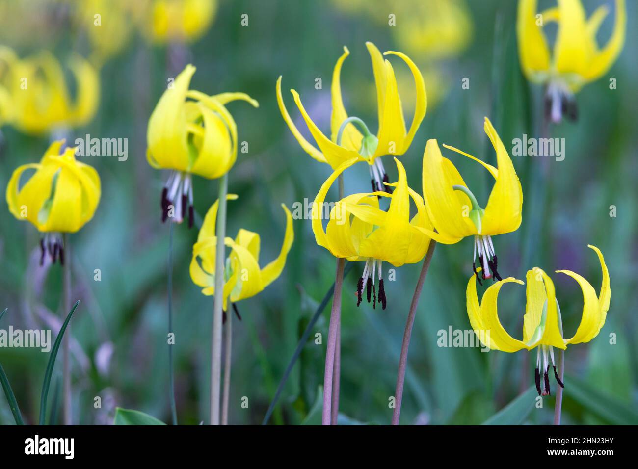 Glacier Lily (Erythronium grandiflorum) fiori in estate, Yellowstone NP, Wyoming, USA Foto Stock