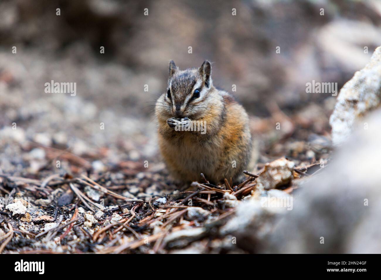 Least Chipmunk (Tamias minimus) sulle rocce, Lower Falls, Yellowstone NP, Wyoming, USA Foto Stock