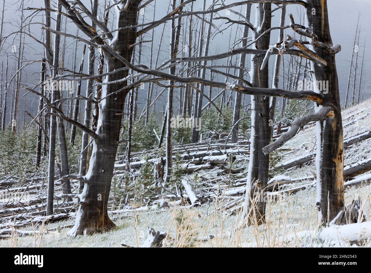 Tempesta di neve estiva tra alberi bruciati, Dunraven Pass, Yellowstone NP, Wyoming, USA Foto Stock