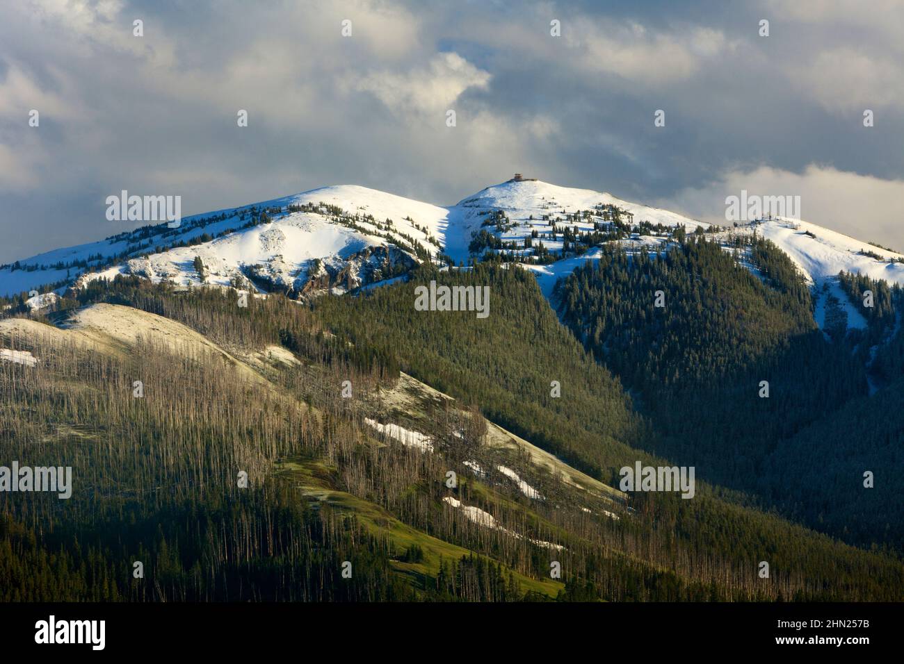 Mount Washburn dopo la tempesta di neve estiva, Yellowstone NP, Wyoming, USA Foto Stock